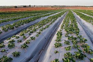 Why Agritech Is Israel’s Next Big Import
