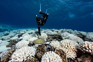 A diver looks at reef of a major bleaching on the coral reefs of the Society Islands on May 9, 2019 in the Polynesian Islands