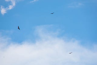 A photo of three birds flying in a blue sky with faint clouds.