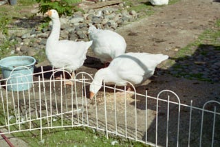 Three geese in a garden