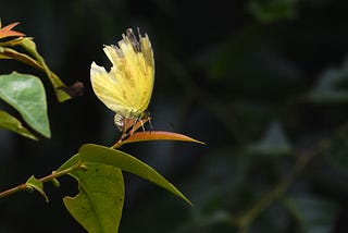 Pairs of Ragged Wings