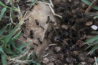 One Ant in an Anthill: MLOps and the EDF ICE Platform