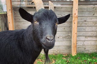 Say Hi to Portland’s Belmont Goats