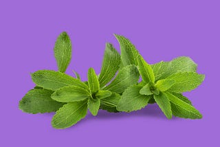 Stevia plant leaf