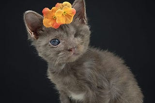 A photo of a small grey kitten that is missing one eye, wearing orange flowers on their head