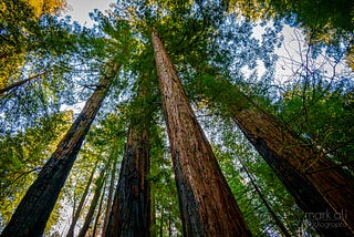 Coastal redwood trees in California