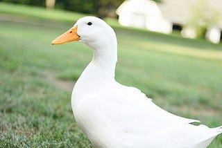 Picture of a white duck. Surprisingly, these ducks make good pets.