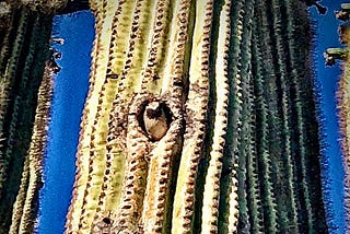 Image by author of a cactus wren peeking out from its nest in a saguaro cactus