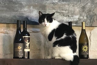 Black and white cat on a shelf beside four bottles of wine
