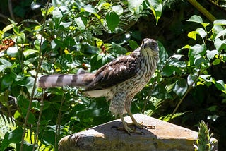 The Hawk in the Hydrangea