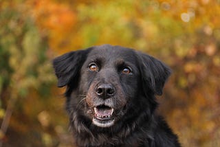 A black dog facing forward with their mouth slightly open with an orange and green blurry fall background.