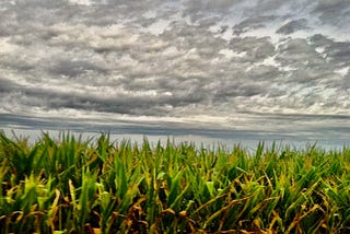 Cross-section of grass under a cloudy sky.