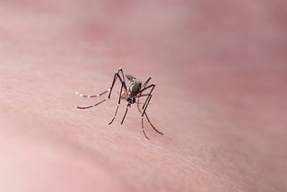 A close-up of a mosquito sitting on human skin.