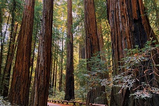 A path among redwood trees.