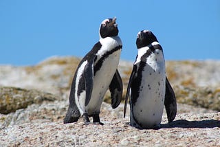 Two penguins with white on their heads and pink above their eyes stand on a sunny rock.