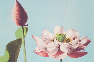 Photo of a water lily, colorized with pastel shades of pink, yellow, green, and blue.