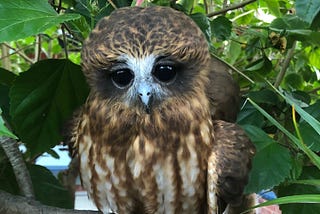 The Owl Who Adopted A School