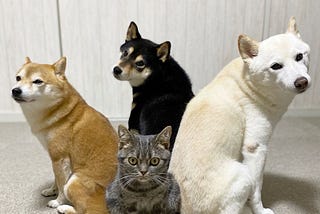 A wide-eyed tabby cat, Kiki, sits looking serious right in the middle of the frame, surrounded by three posing shiba inu dogs