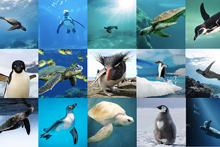 A grid of images from the penguins+turtles dataset hosted on Kaggle. 5x3 grid of images of penguins and turtles swimming under water, jumping in the air, standing on land in the snow and on the beach.