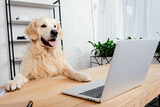 Pets Represented by Different Types of Workers in an  Office