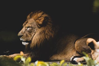 A stunning photograph of a large male lion reclining in the shadows and looking off into the distance