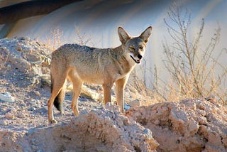 Coyotes Deserve Our Respect, Not Our Fear