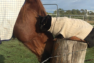 Champy, wearing a blanket, nuzzling Morris, wearing a tan sweater and perched on a fence post outdoors.