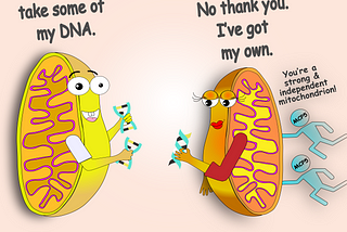 ‘Unique-parental’ inheritance of mitochondria