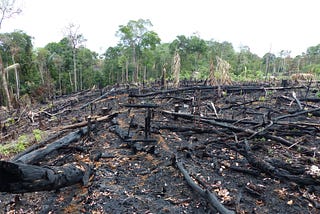 The Amazon Rainforest Is Burning and You Can Help: Stop Eating Beef