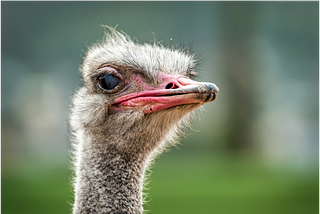 I’m an Ostrich — My Sister Said So!