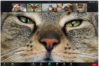Every Type of Zoom Call Participant, Illustrated by Cats