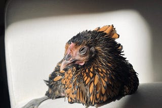 Why I Keep My Pet Chicken Indoors