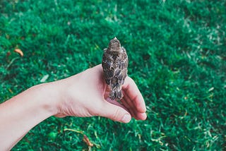 When Helping Baby Birds Isn’t Really Helpful