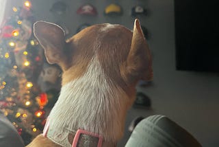 Photo of back of dog and Christmas tree