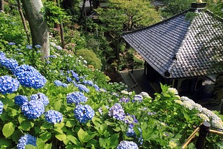 Hydrangeas from Donny and Cheesie’s visit to Kamakura in 2021 where the topic of this article first was discovered.