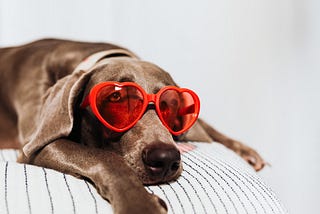 Brown great dane dog laying on a bed facing the camera wearing  red heart shaped sunglasses