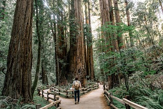 Man wearing gray T-shirt standing in the forest with two paths