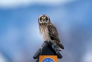 Short-eared Owl image by Phil Falconer