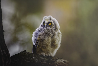 Why Florence Nightingale Used to Carry an Owl in Her Pocket