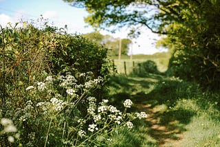 Wild carrot and grasses growing along a path through the woods in early summer. Blue skies. Dappled light.