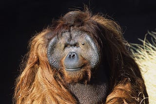 6 fascinating facts about California: hero orangutan and dirtbag dope edition