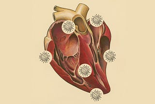 Anatomical illustration of a human heart with small coronavirus cells overlaid on it.
