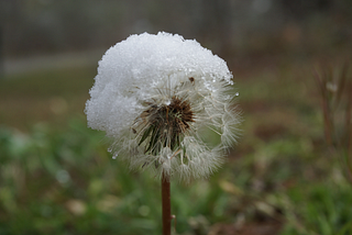 Ice on a flower