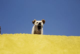 Angry dog barking.