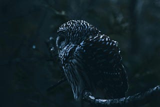 A dark black owl sitting on a tree branch with a black night background