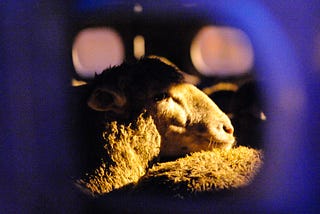 a sheep resting its head in a dimly lit transport truck