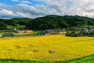 A ripe rice fields ready to be harvested in the countryside of Japan