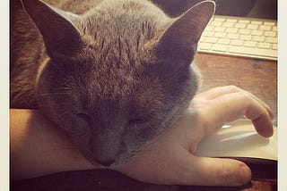 Photo of a gray cat with his head resting firmly on the wrist of a hand gripping a computer mouse, his eyes closed peacefully