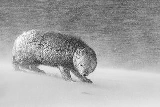 An arctic fox huddles against the snow.