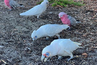 White Cockatoos and Pink Galahs hunting for birdseed